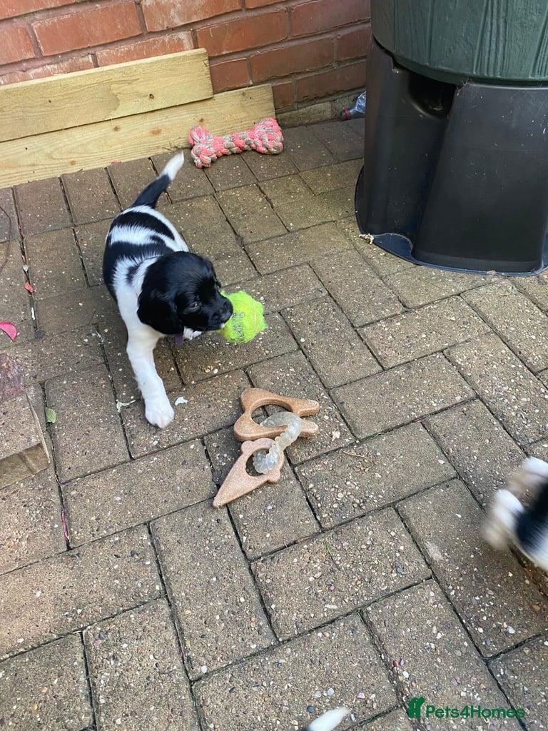 English Springer Spaniels