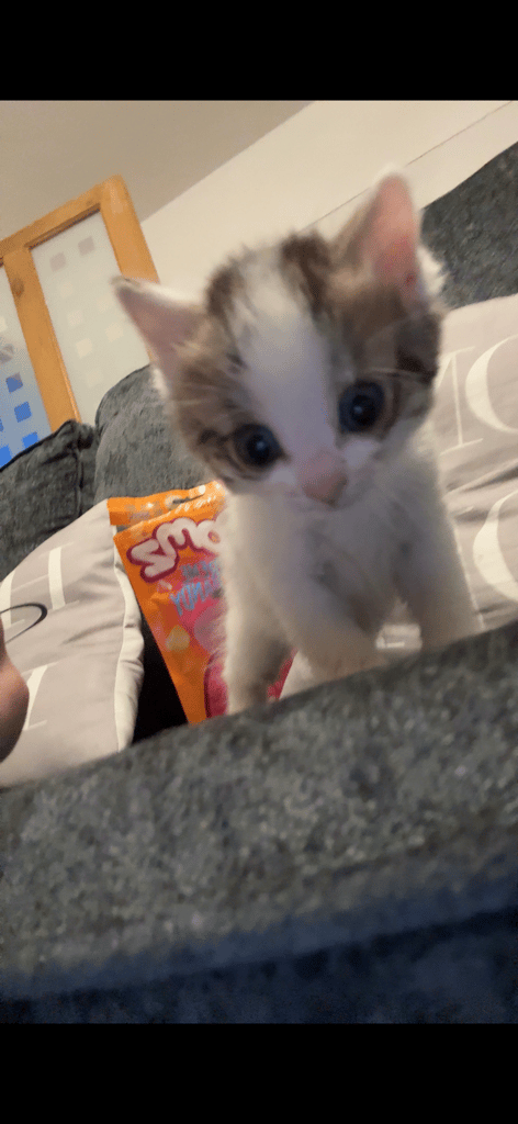 Lovely little kitten 