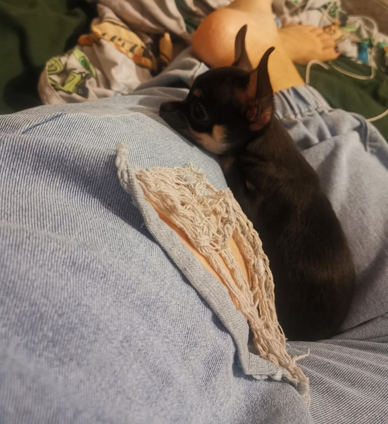 Small Chihuahua puppies