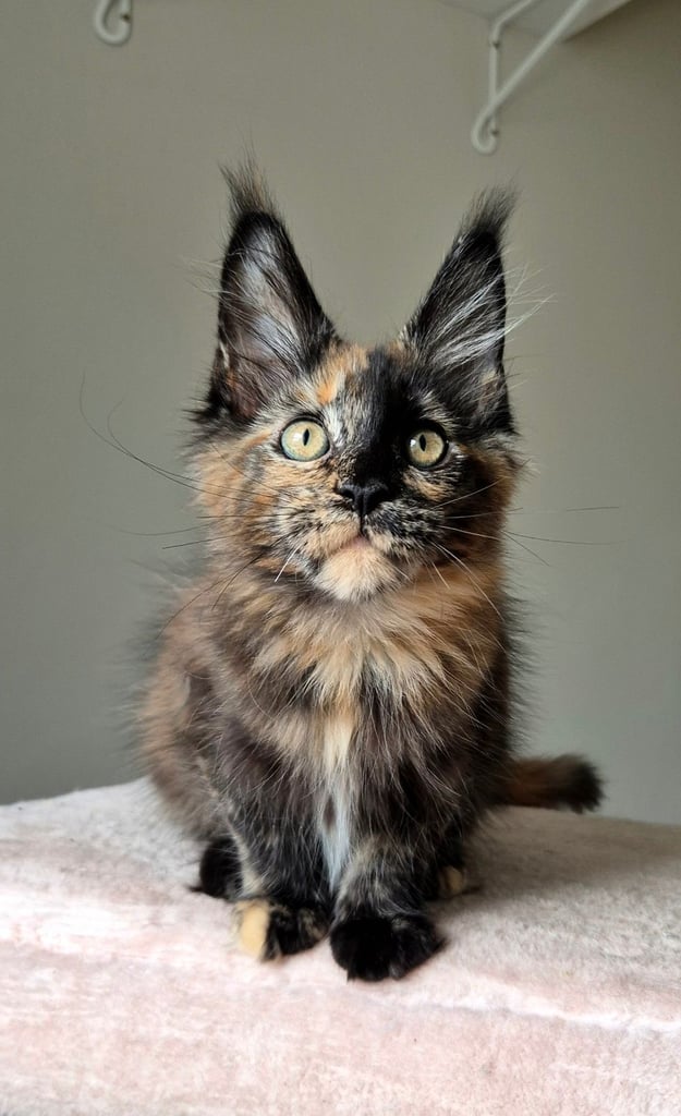 Maine coon gccf reg