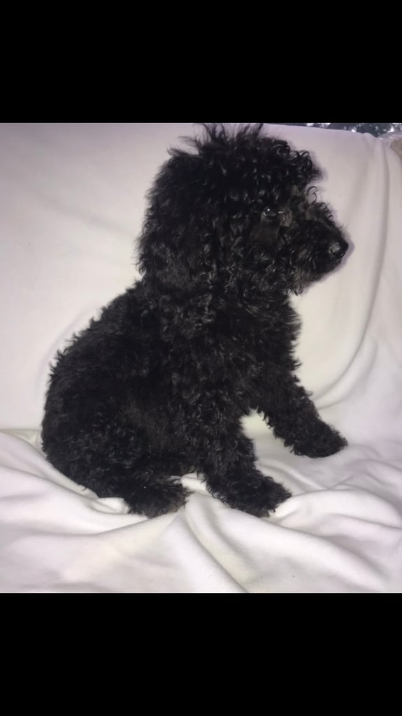 Yorkshire Poodle | Dogs & Puppies For Sale - Gumtree
