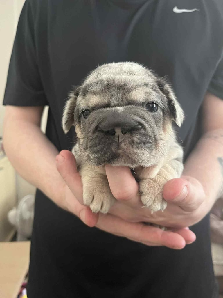 5 ⭐️ French bulldogs carrying fluffy 😍