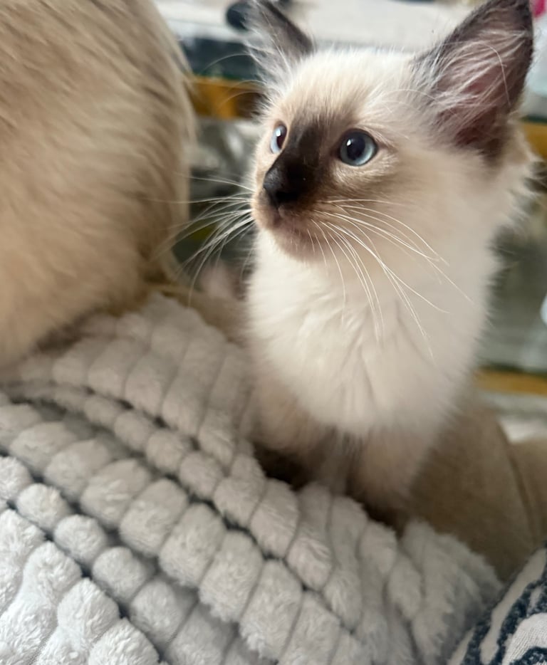Ragdoll for sale 