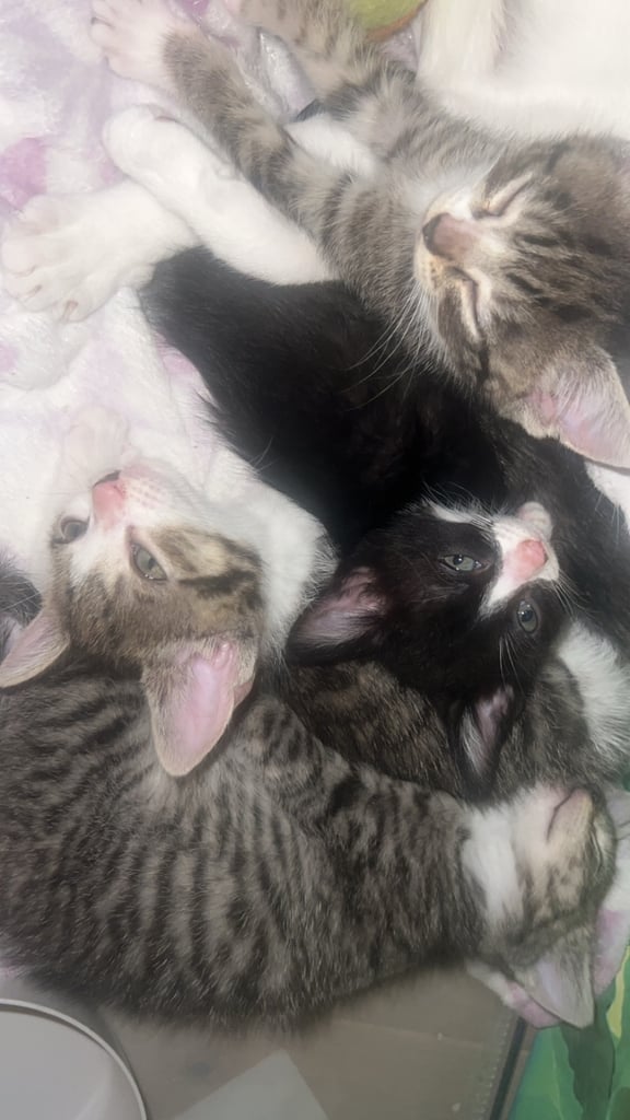 4 Kittens ready now