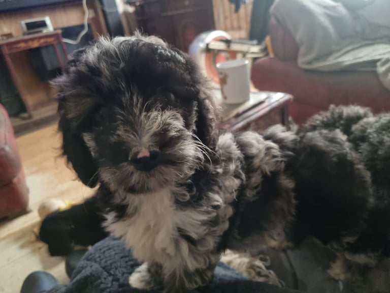 Cockapoo Dogs Puppies for Sale in Trimdon Station, County Durham