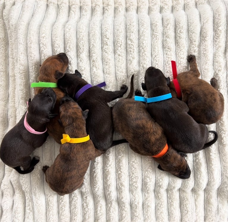 Pharaoh hound x whippet puppies 
