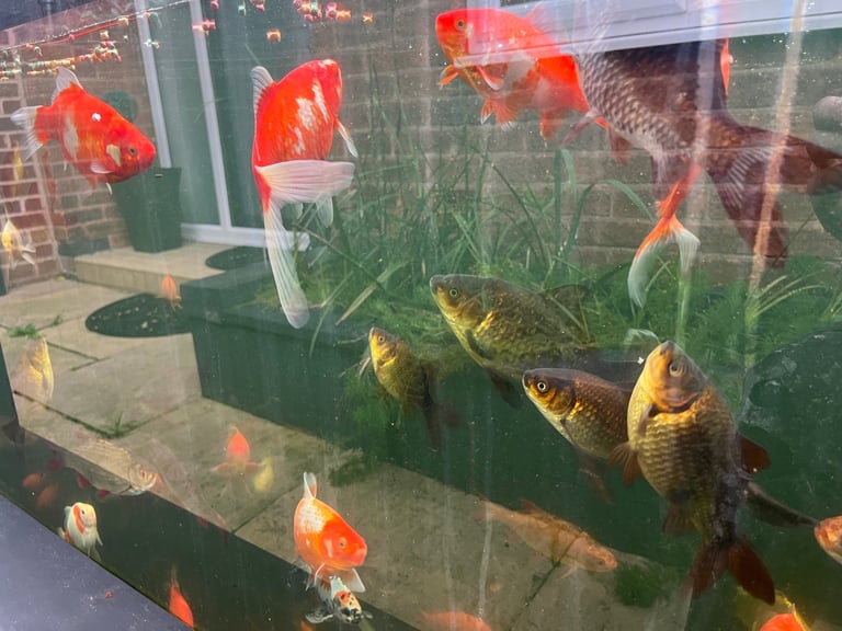 Goldfish & Rudd Job Lot £100, 100 Approx