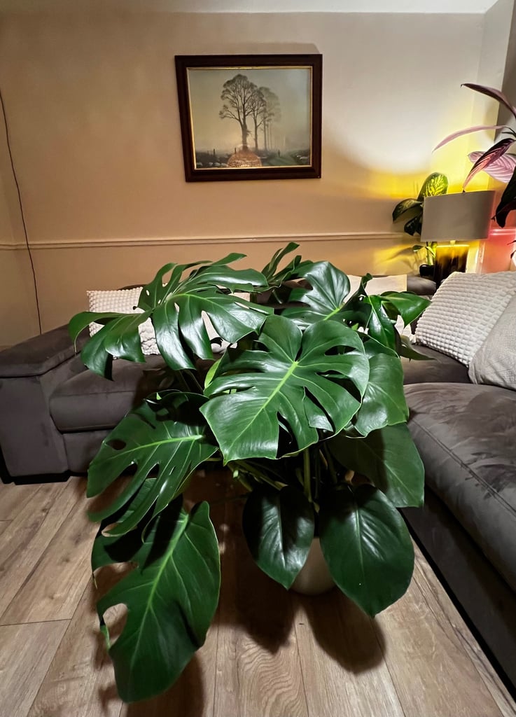 image for Large Form Monstera Swiss cheese indoor house plant 