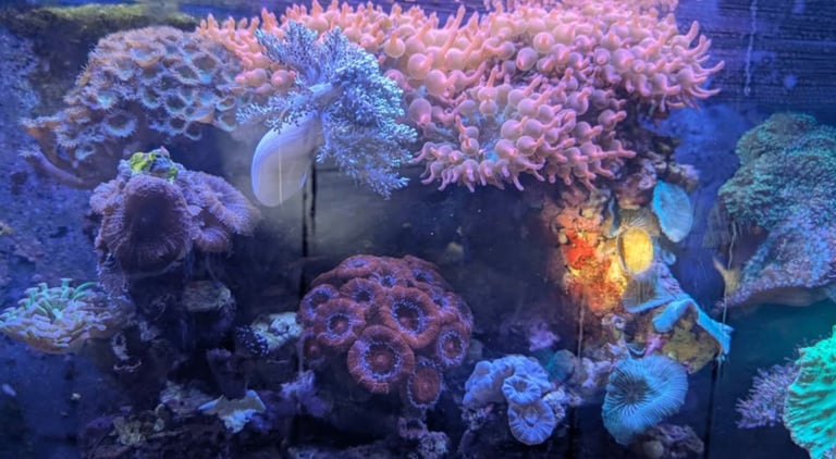 Salty Marine Aquarium  & Reverse Osmosis Water, Available 24/7