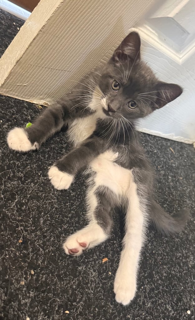 image for Male kitten 