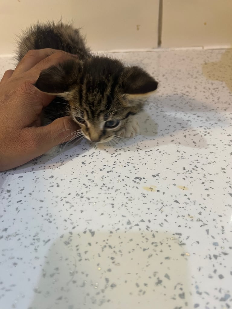 Two Kittens available for sale