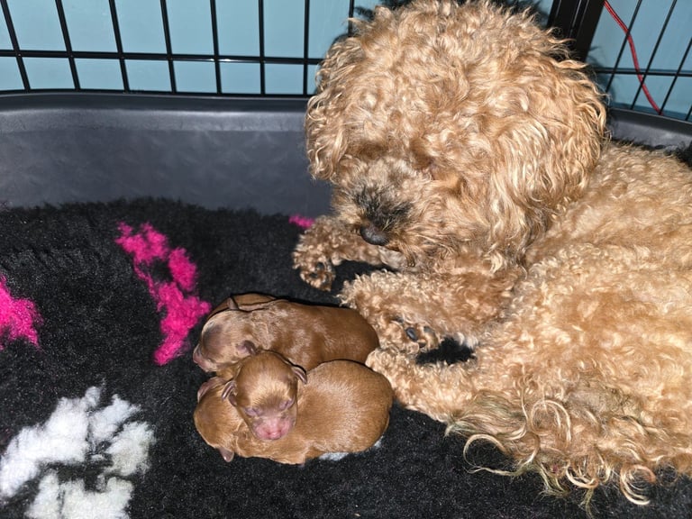 F1B TINY COCKAPOOS
