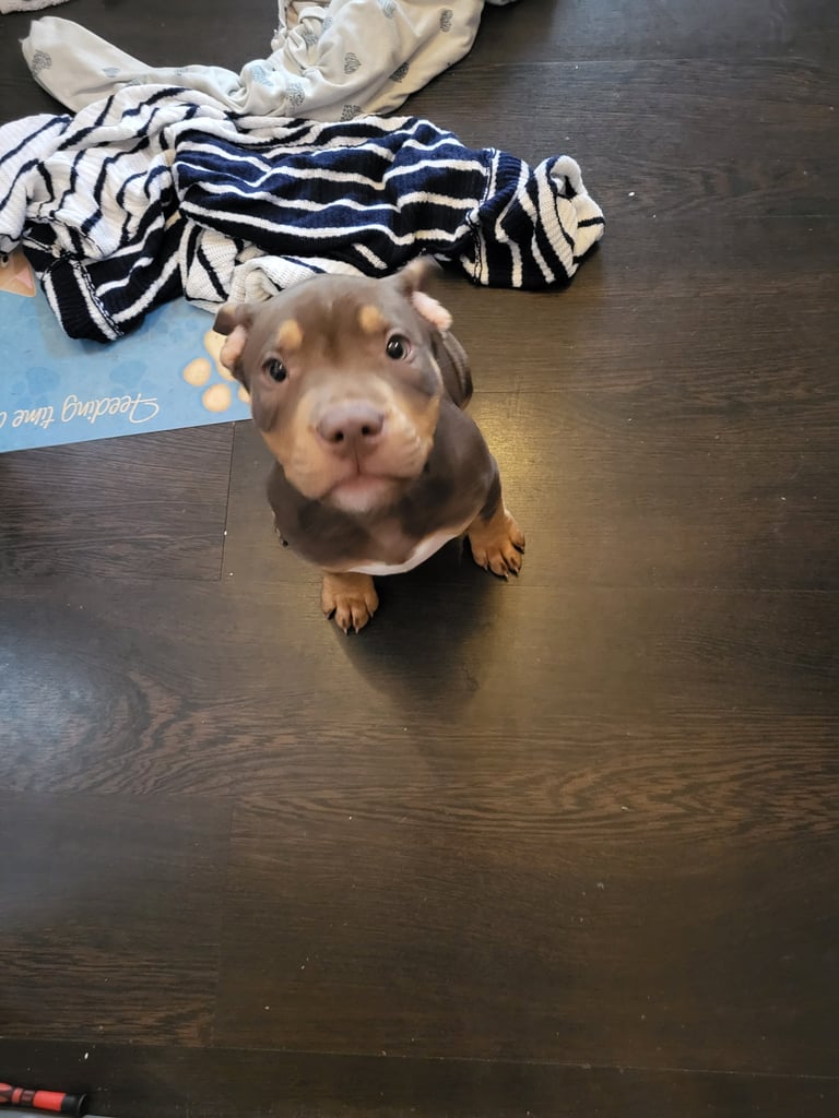 Staffordshire mix pup 