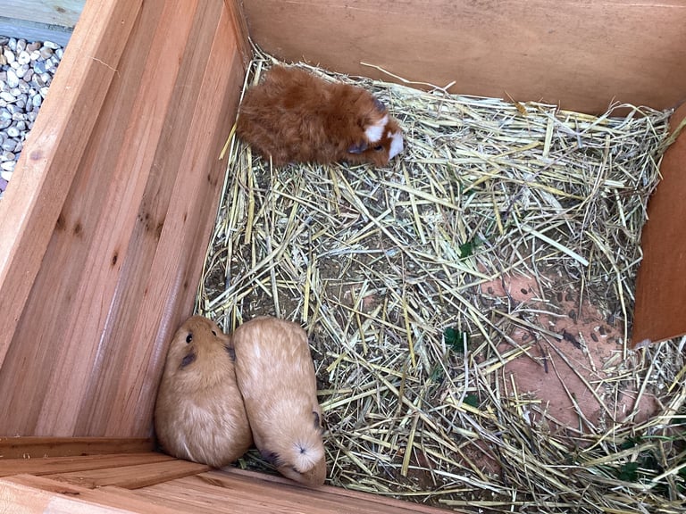 Guinea pigs 