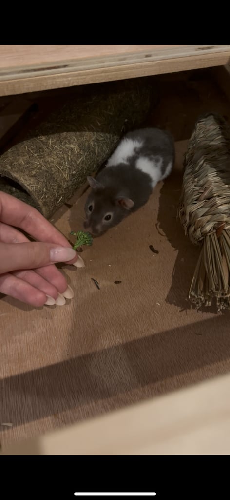 SYRIAN HAMSTER AND CAGE / ACCESSORIES 