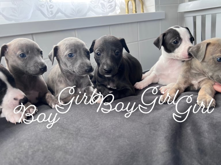Beautiful whippet puppies two boys left 