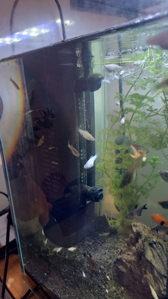  mix of tropical fish 60+