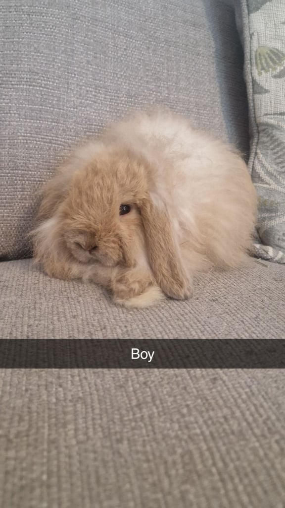 Gorgeous lionlops rabbits
