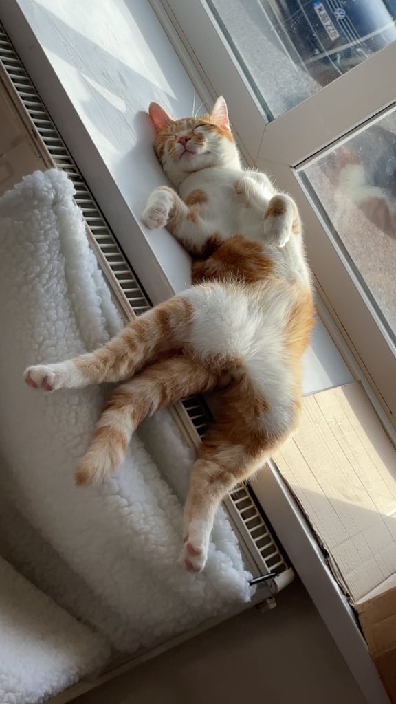 Ginger & white, MALE kitten 