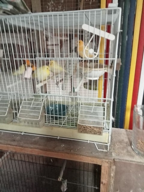 Baby fife caneries and baby zebra finches