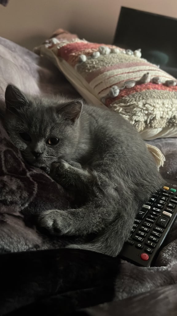 Bsh blue female kitten.
