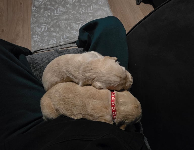 Golden retriever puppies 