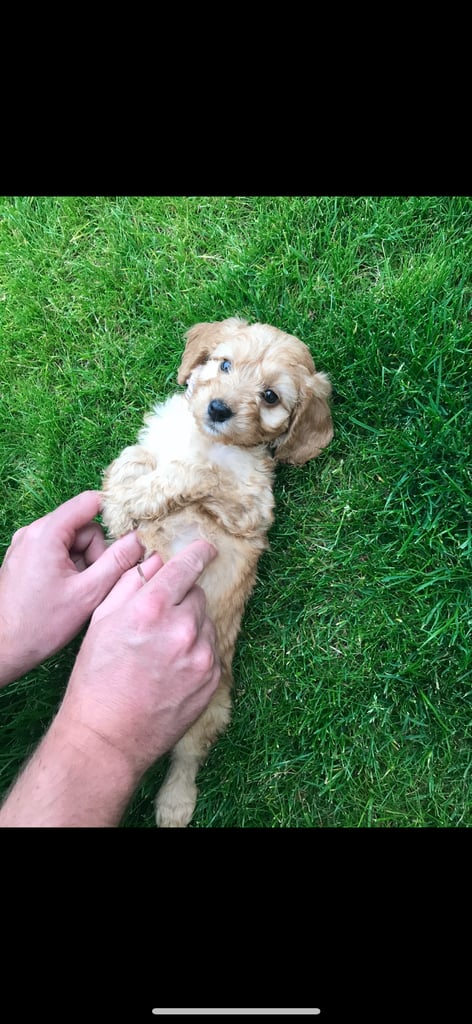 F2 cockapoo puppies for sale