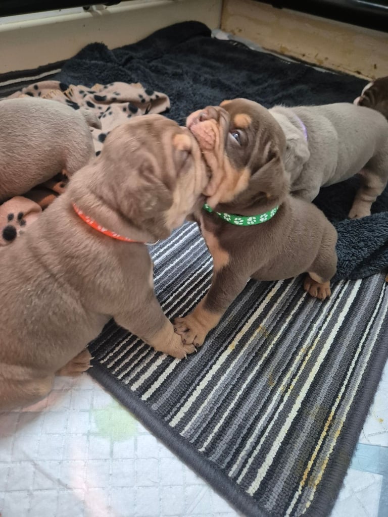 image for Olde english x english bulldog 