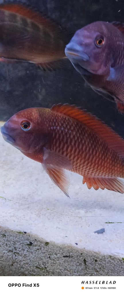 Tropheus moorii 