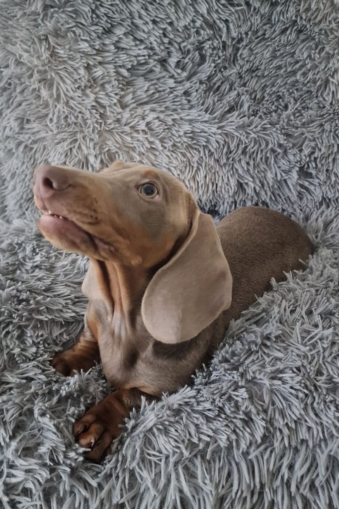 Miniture dachshund puppies 