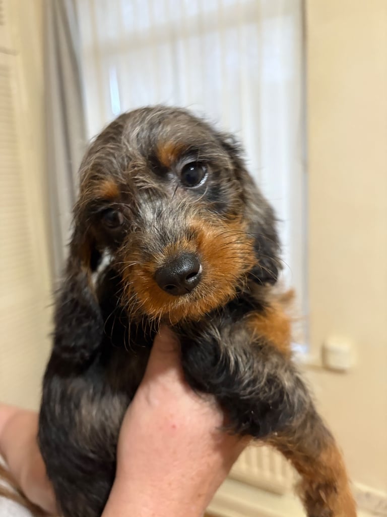 DAPPLE LONG HAIRED DACHSHUND 