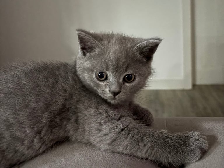 3 Beautiful British short hair kittens left on sale in London!!