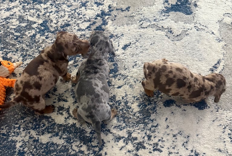 Miniature dachshund puppies 