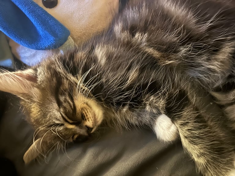 Maine Coone Tabby Mix