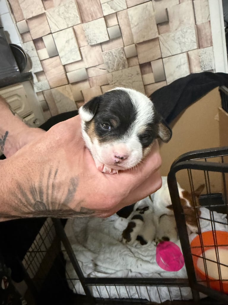 Stunning Jack Russell terriers 