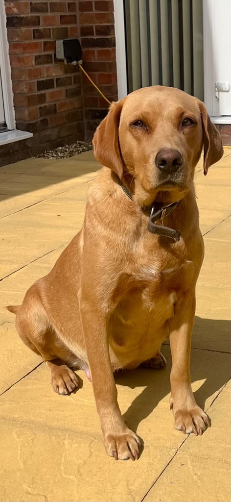 Kc fox red Labrador puppies ready 1 week 