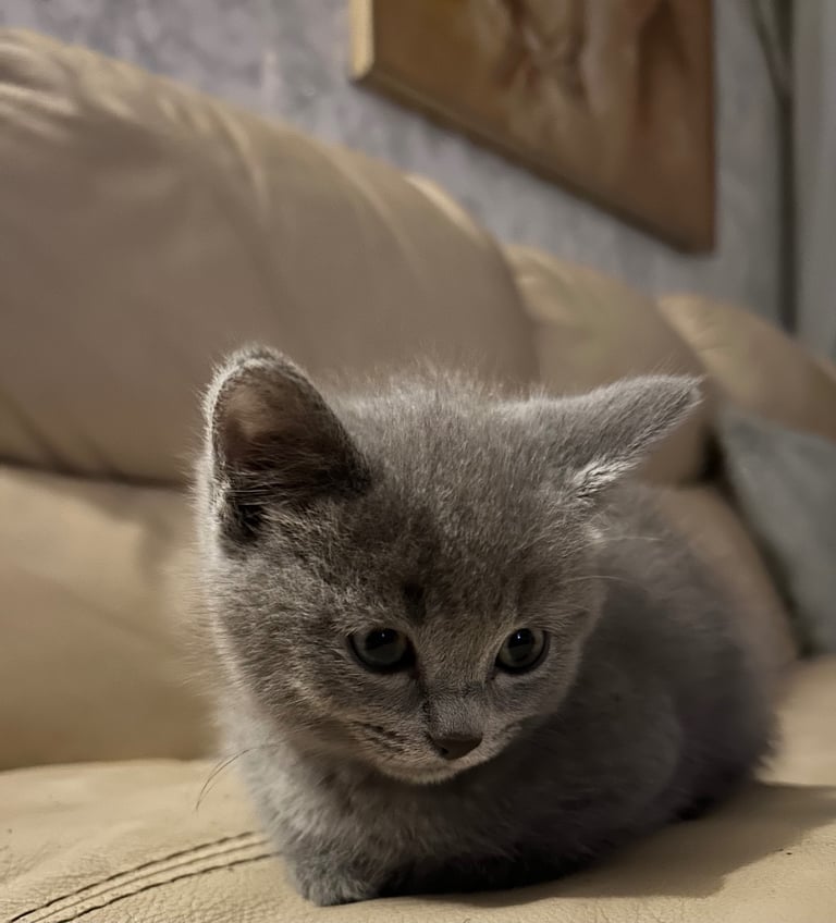 1 fawn and white, 1 grey Siamese&BSH mix kittens are available £450 each