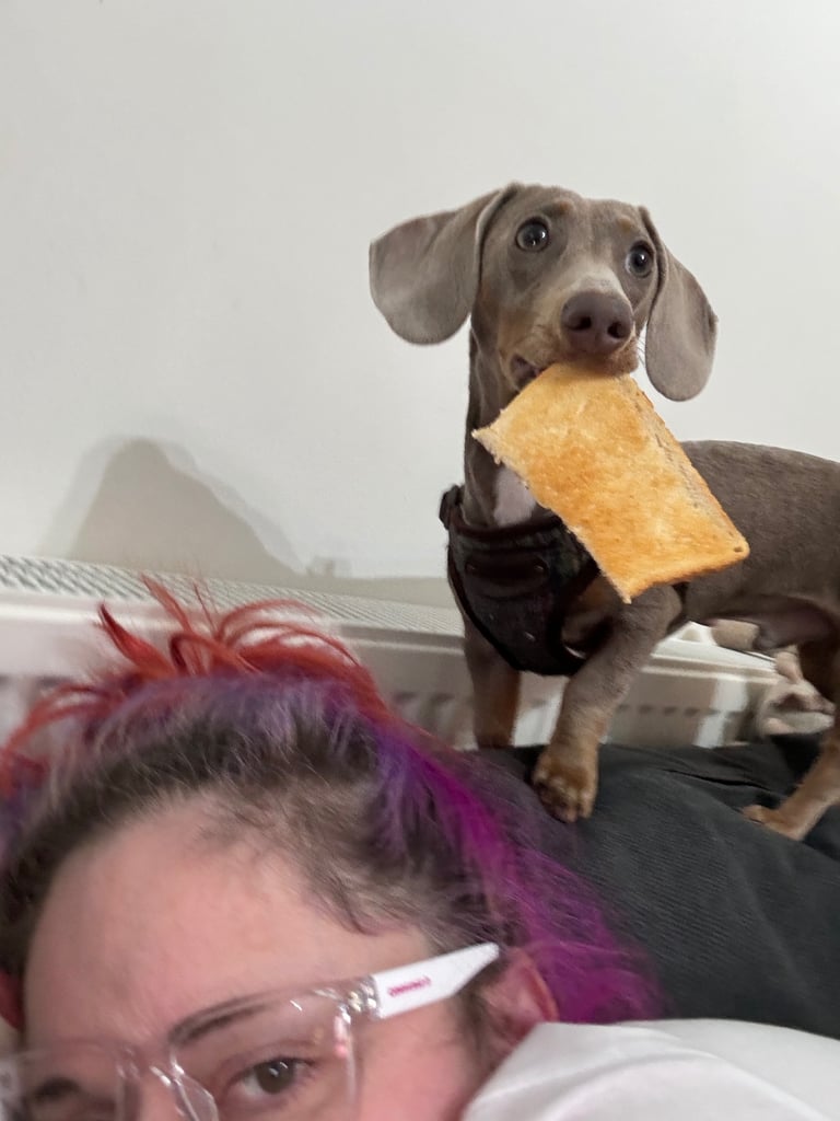 Male Miniature Dachshund Blue Tan Sausage Dog 