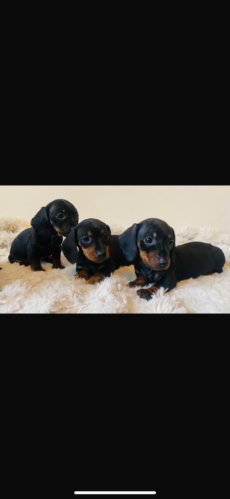 Miniature Short Haired Dachshund Puppies