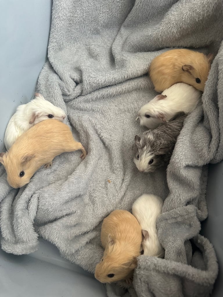 image for Baby guinea pigs for sale