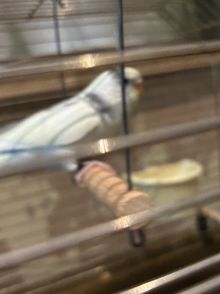 Hand tame budgie & set up 