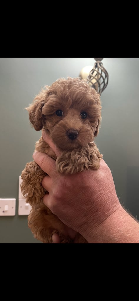 image for Toy poodles READY NOW