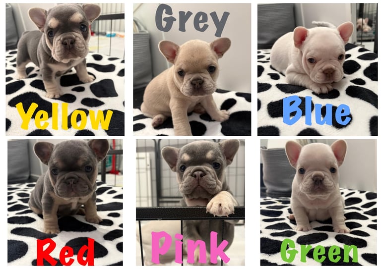 image for Ready to leave now! 4 kc registered French bulldogs 