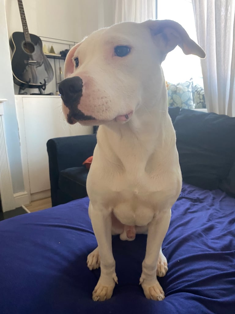 6months American bulldog 