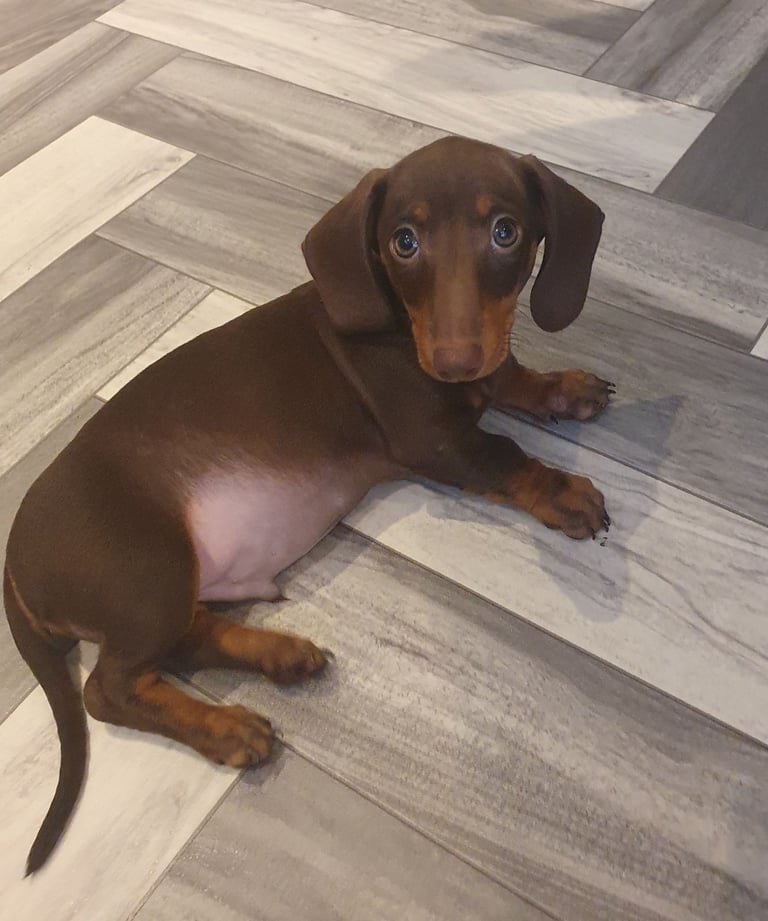 Dachshund puppies for sale