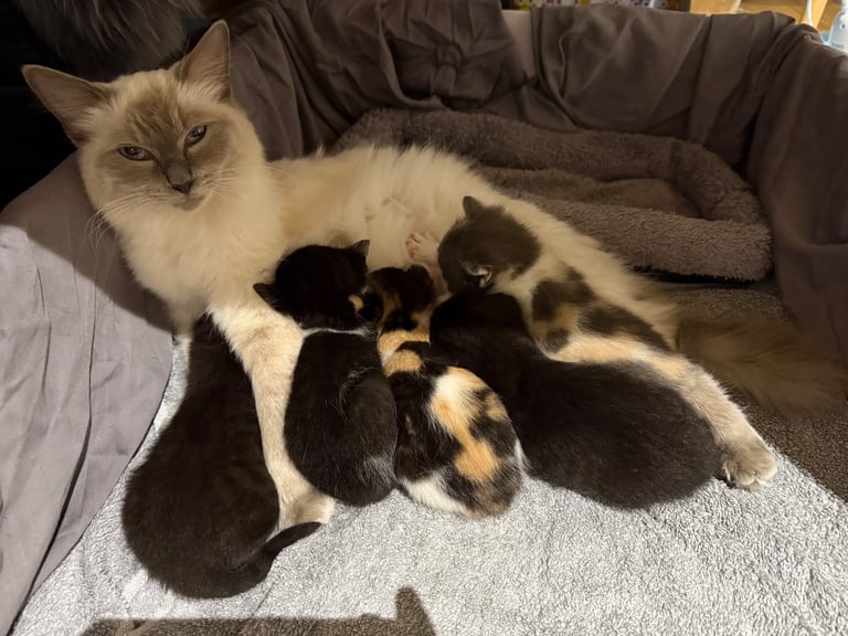Last boy remaining - ragdoll cross kittens for sale 