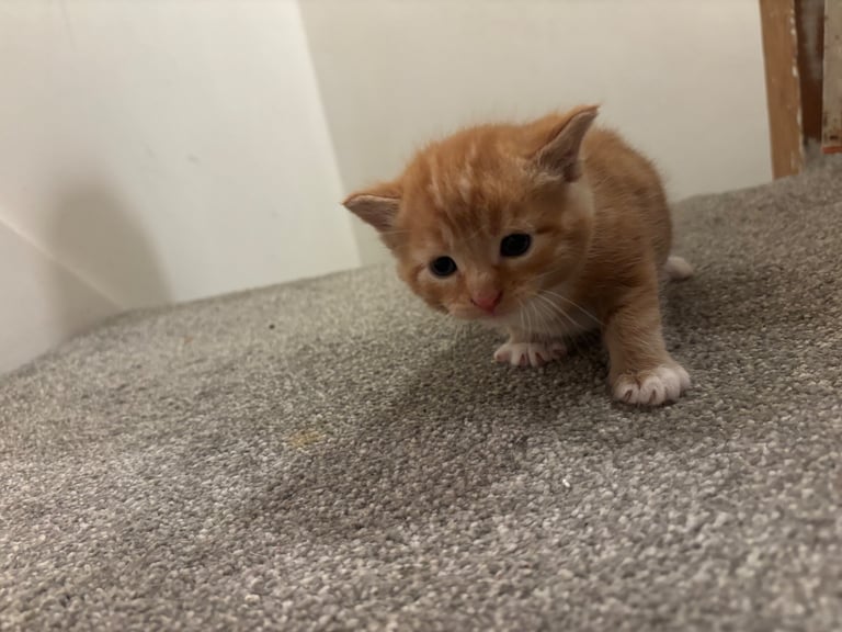 Adorable Kittens For Sale