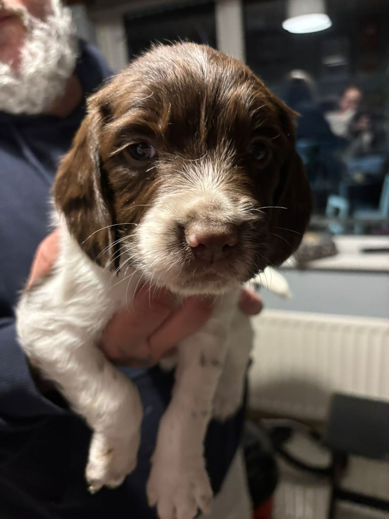 English springer spaniel pups