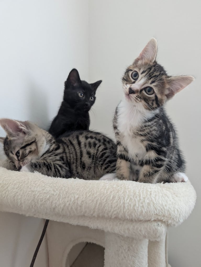 3 beautiful kittens 