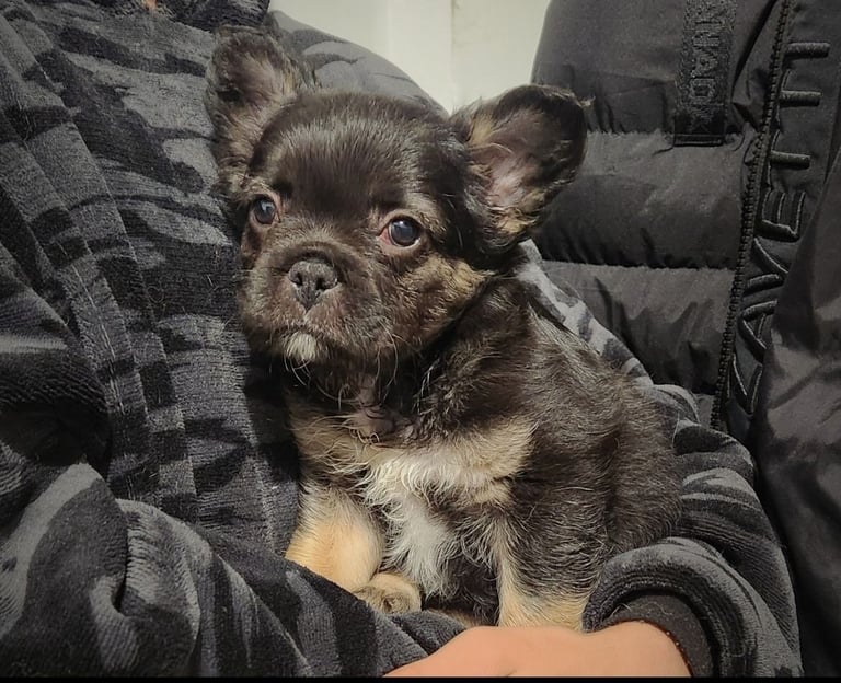 image for Fluffy frenchie 